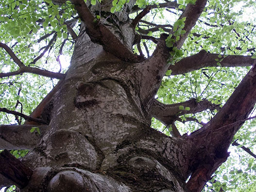 Sentiero dei Grandi Alberi di Morterone