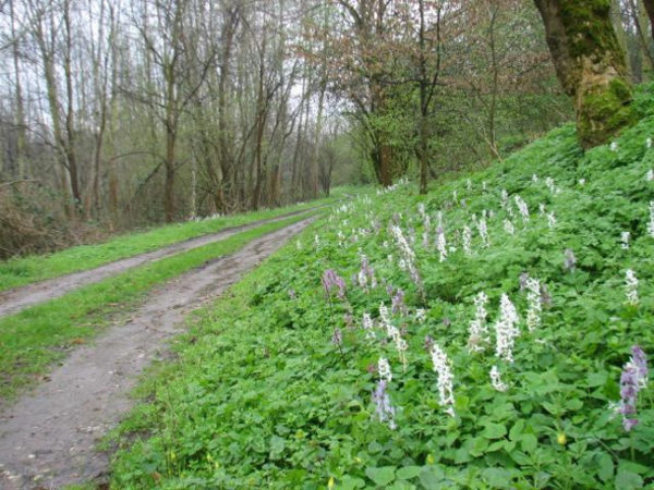 Oasi Lipu Bosco del Vignolo