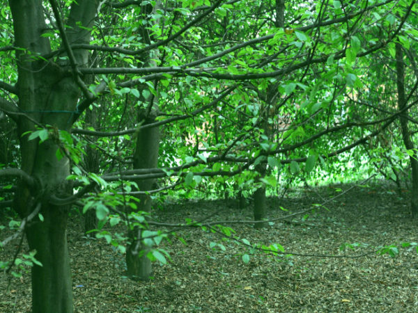 Oasi WWF Bosco di Suzzara