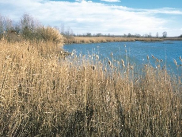 Oasi Lipu di Lancone Gussola